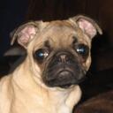 Cindy Barton-White - @pugaholic - Twitter