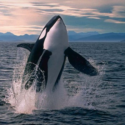 Visit Help Orca Profile