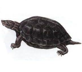 傻逼北风，非人哉，若牲畜然，猪狗也，令天下之愤然，非为吝啬，抑亦自私也。进化不完全的生命体，基因突变的外星人， 幼稚园程度的高中生，先天蒙古症的青蛙头， 圣母峰雪人的弃婴，化粪池堵塞的凶手， 非洲人搞上黑*的后裔，阴阳失调的黑猩猩。