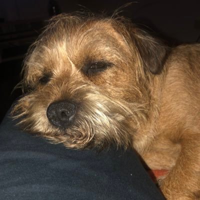 I’m Gus the BT. I’m 2 in hooman years. I have a fur sister Frida the Staghound pup, and a kitty cat brother Banjo, and sister Keely. OTRB bro Strider 🌈