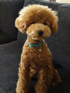 くたびれ始めた40代。これといった趣味もなく、嫁・子・犬と平和に暮らしてます。