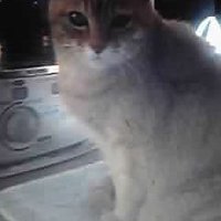 ぷ〜すけ (@lrpmqluslmzfeuc) 's Twitter Profile