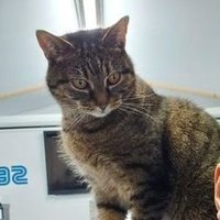 Steve'sTechShed (@stevestechshed) 's Twitter Profile