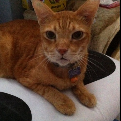 ela1n3neo's profile picture. 