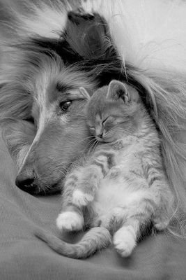 Protectrice de TOUS les Animaux🐾❤️