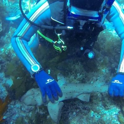 Selachophile's profile picture. I'm a scientist interested in evolutionary biology and population genetics. I love all things marine biology, bonus points if it's extremely weird!