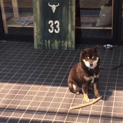 kagoyanosenmu's profile picture. 富士山の麓で家具と介護と不動産お店KAGOYAを経営。 今更ながらTwitter始めました(°▽°) 会社の事はスタッフに任せて、仕事の合間、愛犬の事、考動思考記録…あれやこれやそれやどれやを呟いてみようと思います。柴犬を含め、気になる者モノ物は無言フォローしますが御容赦下さい。無言フォローも大好物です(°▽°)