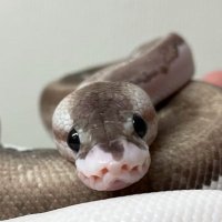 ใใ ใก (@reptiles_0414) 's Twitter Profile Photo ใใ ใก (@reptiles_0414) 's Twitter Profile Photo