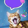 CatNikki2022's profile picture. I am Deaf woman have six cats. Working Amazon full time. learning how to flipping my own mobile home.