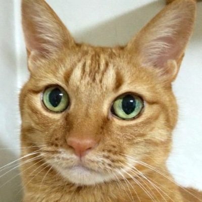 2022年4にゃんを看取り猫のいない虚しい日々を過ごしましたが新たに #保護猫 を迎えました。くみ、ヒデ（ボイス）先代を含め7匹目です。けれど・・2023年ヒデは虹の橋へ。#映画 は年間300本以上視聴♪ X JAPAN/映画/ドラマ/中医学/無言フォロー失礼致します😅無言フォロー歓迎😊