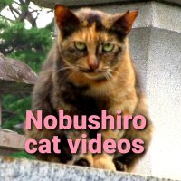 のぶしろ猫動画 (@nobu3123) 's Twitter Profile