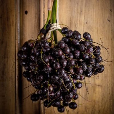 JugodeCorozo7's profile picture. 