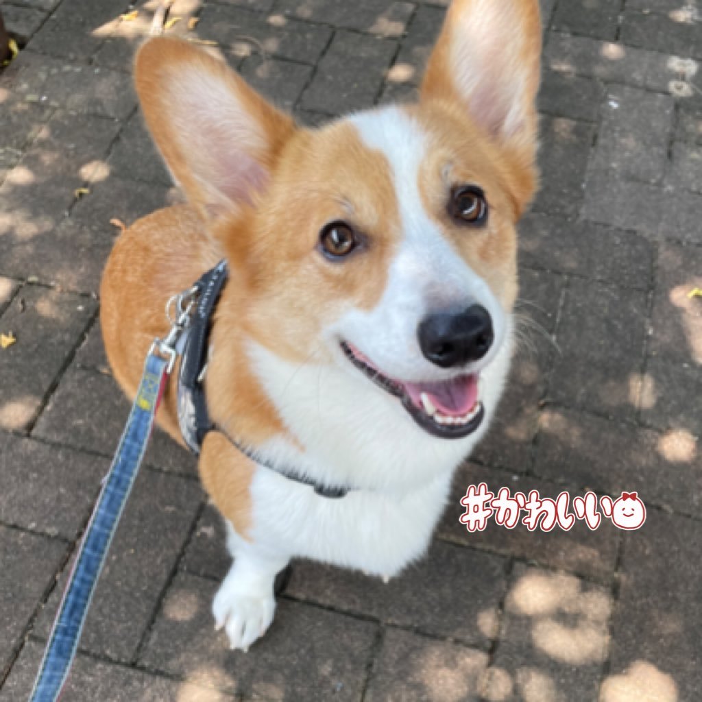 Mickey818's profile picture. Hello〜. I’m a corgi boy 🐶 I like sweet potatoes 🍠 and tomatoes 🍅 . 2018年8月12日生まれのやんちゃコーギーのコウです。よろしくお願いします！無言フォロー失礼します🥺迷子犬などの投稿見つけた時はリツイートさせてもらっています。