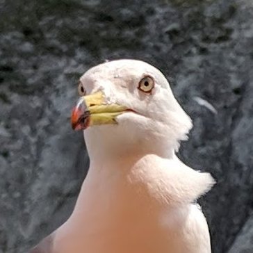 盛岡の片隅にアキクサインコと生息しています。
青い空は hi-uchy です