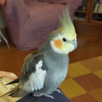 そら🐦 (@alias2090365763) 's Twitter Profile