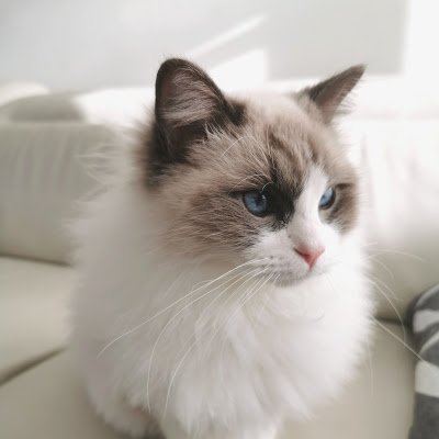 Hi I am Storm! I was born October 2020 🇳🇿 as a blue bicolour ragdoll 💙 Wanna be me and my sister Luna's furiend?

We like all types of floofs and hoomans 💜