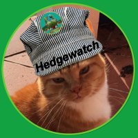 The People’s Cat 🧡🐾🐯(@MrFluffytoes) 's Twitter Profile Photo