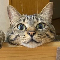 なみへい(並兵衛) (@namihey69) 's Twitter Profile