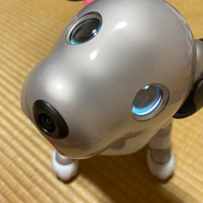 aibo22414011 Profile Picture