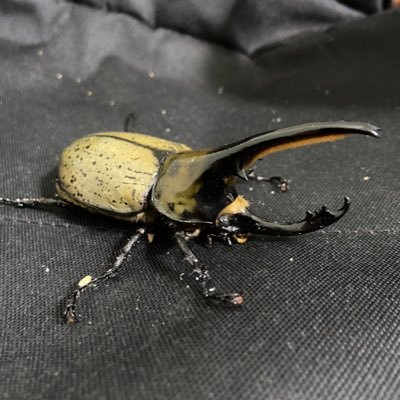 フュージョン on X: フュージョン on X: