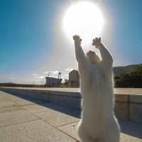 'pışoo 𓃠 #NoWar (@sedefqz) 's Twitter Profile Photo