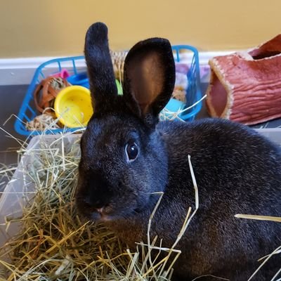 Cobwebthebunny Profile Picture