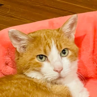 三度の飯より猫が好き。 猫ちゃんがゆっくり休める場所を作ろうと思って、猫テレビを作りました😊 出演者は、保護猫のちゃ助♂ちょこ♀湊♂ちとせ♂立ち耳スコティッシュのふわり♀の５ニャンズです😊2022.12.19ちょこ、18歳で永眠😭