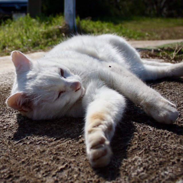 harupichi's profile picture. へっぽこホルン吹き、しばしの休息。 音楽(ジャンル色々)・iPhoneやAppleのプロダクト・ガジェット・ネコ・天体・時事ニュース・愛車の事・投資信託&資産運用の事など、興味関心を持った事に関して呟いている(RTする)こと多し。 #FP2級 取得！