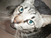 I love cats and read online articles to while away my time.