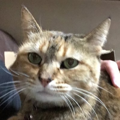 25kinako's profile picture. ウマ娘