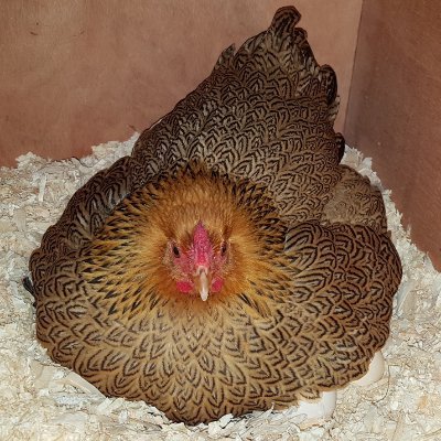 Poultry Breeder, Author, Genes Specialist, Former Editor of Fancy Fowl magazine (and contributor to many others), Seminars, E-Books, Books... all on poultry!