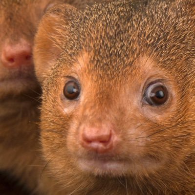 MongoosGrand's profile picture. Just a Mongoose looking for some fun!