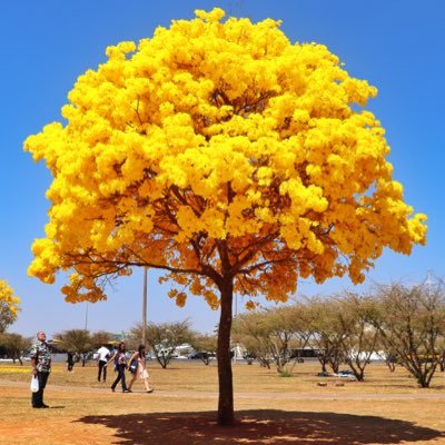 Fotos de árvores do Cerrado e exóticas na região de Brasília @arvoresdocerrado