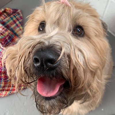 Bambleweeny57's profile picture. Managing a portfolio with reckless abandon since 1990. CAGR of 35% since 2014. 238% gain in 2020. Top 10: #GGP #TSCO #HZM #GSK #MUT #IMB #LGEN #ULVR #MTR #BRWM