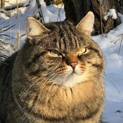 aibb's profile picture. 闲人