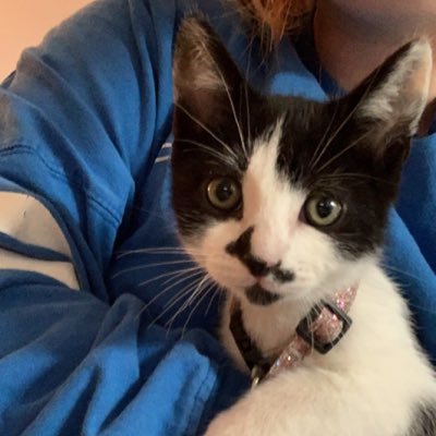 meow I’m zach, one out of a litter of five kittens! two of my siblings were adopted and my other two I live with! it’s purrrrfect to meet you! /#catsoftwitter