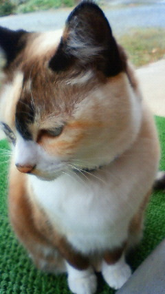 ふじ きこりさんのプロフィール画像