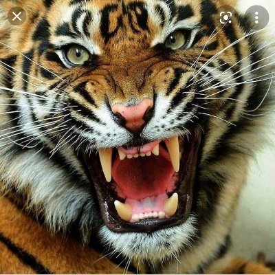 AngryTiger1972's profile picture. 
