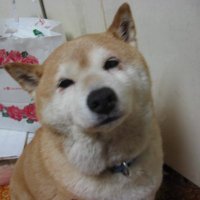 ちま (@r74eqjyeqqntii2) 's Twitter Profile