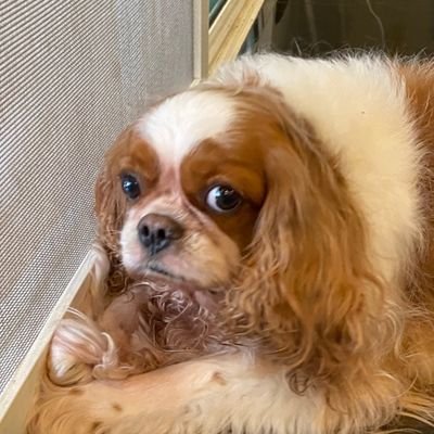 chachasunkarito's profile picture. 