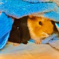 Bubble The Guinea 🐹(@BubbleTheGuinea) 's Twitter Profile Photo