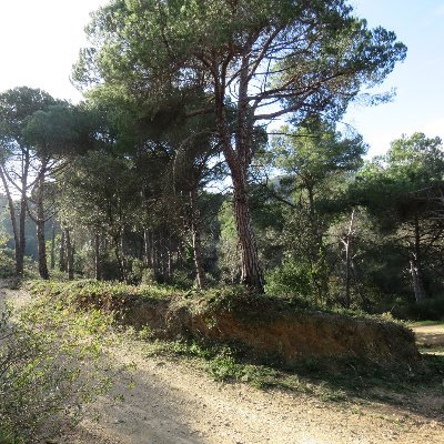 COLLSEROLA INICIATIVES. Associació de propietaris agroforestals de Collserola, associacio@collserolainiciatives.cat