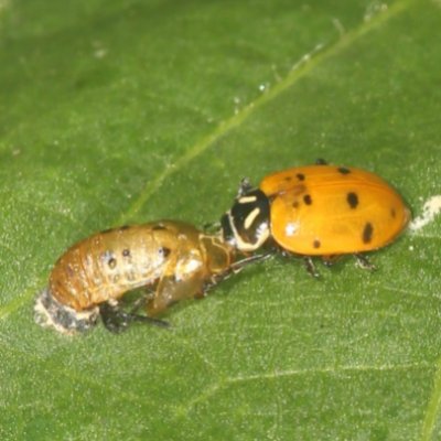 Research lab @UGA_CollegeofAg led by Dr. Jason M. Schmidt.
|Arthropod Ecology| Trophic Interactions| Biological Control|