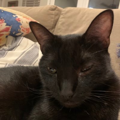 ShupakRuth's profile picture. 