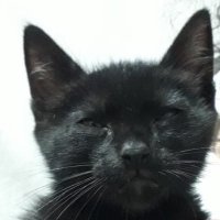 Elisa Fuentes (@elisafunte) 's Twitter Profile