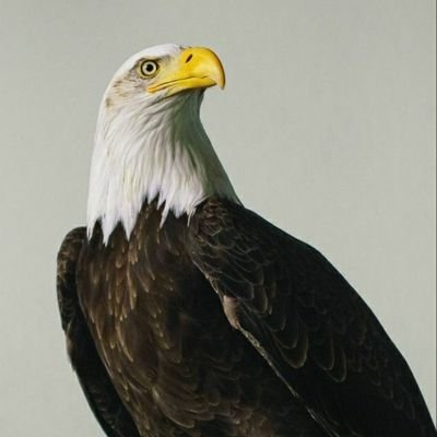 NOUS43667347's profile picture. 