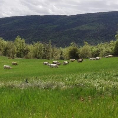 Producció ecològica de carn de corder i vedella a la falda del Montsec