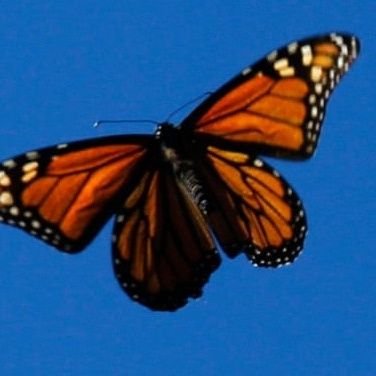 Sending Ethan and Hila inspirational quotes with butterflies. Wishing the best to them and the baby. (Previously terrorising Ethan with pictures of butterflies)