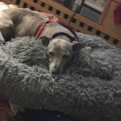 I’m Zack, a lovely whippet/ IG cross. I love snuggles and food