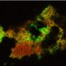 Rowe lab (@stickyflu) Twitter profile photo Rowe lab (@stickyflu) Twitter profile photo